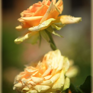 DSC_0062 копия